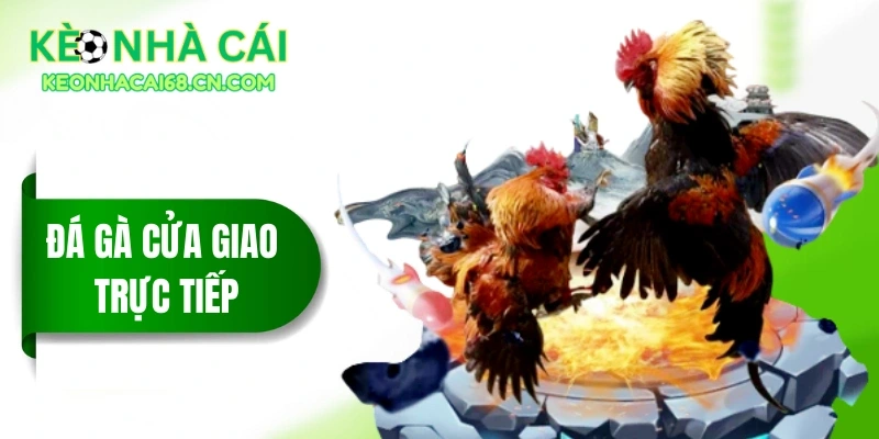 Đá Gà Cửa Giao Trực Tiếp - Nín Thở Với Các Màn Đấu Nảy Lửa